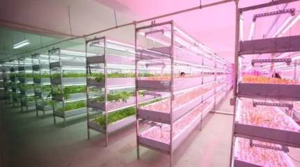 植物工廠與內(nèi)陸水產(chǎn)養(yǎng)殖 未來農(nóng)業(yè)的新趨勢(shì)